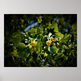 Tulip Poplar Blossom Poster