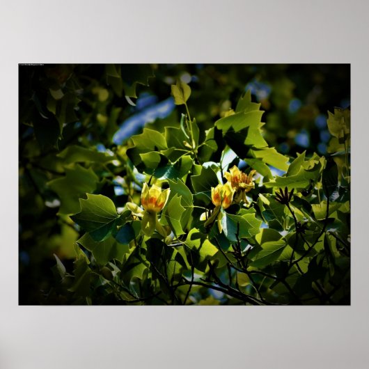 Tulip Poplar Blossom Poster (Voorkant)