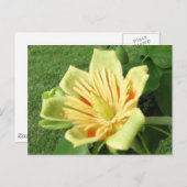 Tulip Poplar Briefkaart (Voorkant / Achterkant)