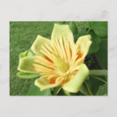 Tulip Poplar Briefkaart (Voorkant)