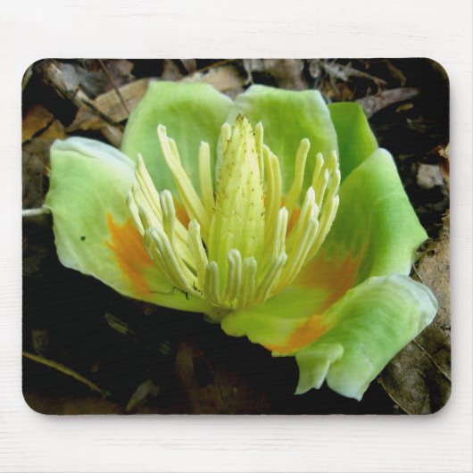 Tulip Poplar Flower Mousepad Muismat (Voorkant)