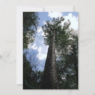 Tulip Poplar/Joyce Kilmer gedicht Trees Card Save The Date