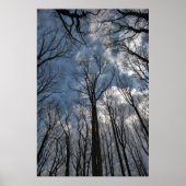 Tulip Poplar Trees Cloudy Blue Sky Poster (Voorkant)