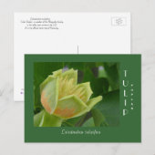 Tulip Poplar-ventilator Briefkaart (Voorkant / Achterkant)
