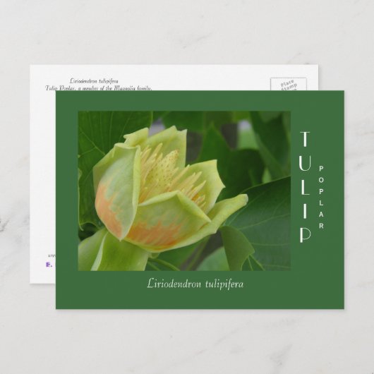 Tulip Poplar-ventilator Briefkaart (Voorkant / Achterkant)
