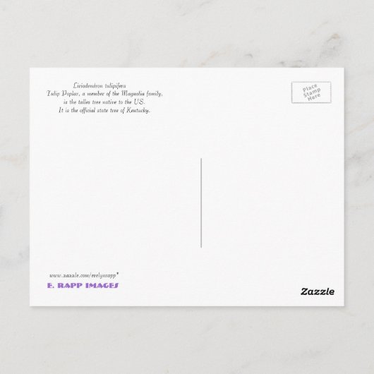 Tulip Poplar-ventilator Briefkaart (Achterkant)