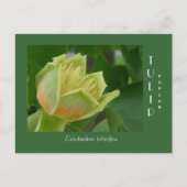 Tulip Poplar-ventilator Briefkaart (Voorkant)
