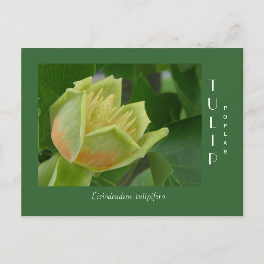 Tulip Poplar-ventilator Briefkaart (Voorkant)