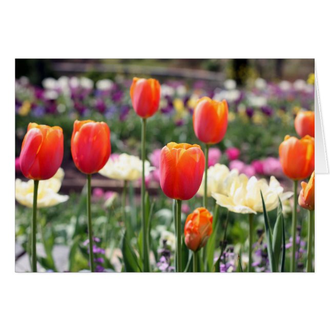 Tulip Rainbow (Voorkant Horizontaal)