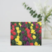 Tulip Rainbow Briefkaart (Staand voorkant)