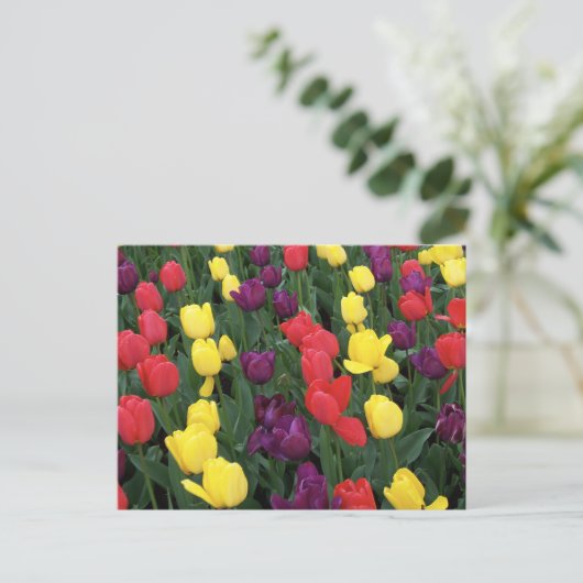 Tulip Rainbow Briefkaart (Staand voorkant)