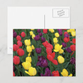 Tulip Rainbow Briefkaart (Voorkant / Achterkant)