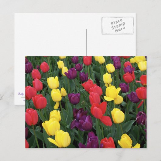 Tulip Rainbow Briefkaart (Voorkant / Achterkant)