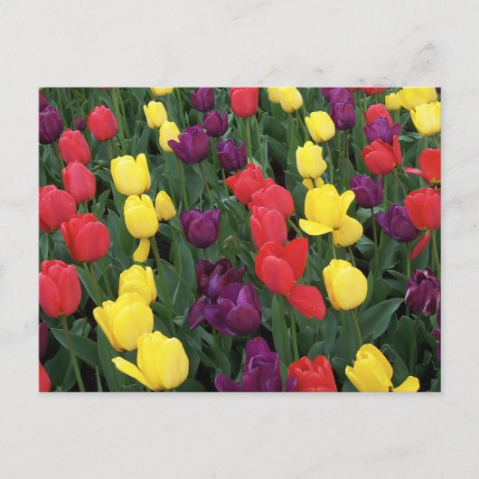 Tulip Rainbow Briefkaart (Voorkant)