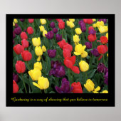 Tulip Rainbow Poster (Voorkant)