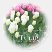 Tulip Ronde Sticker (Voorkant)