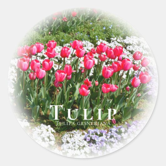 Tulip Ronde Sticker (Voorkant)