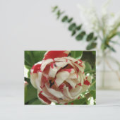 Tulip roze en wit Briefkaart (Staand voorkant)
