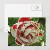 Tulip roze en wit Briefkaart (Voorkant / Achterkant)