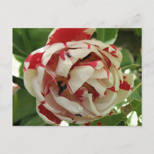 Tulip roze en wit Briefkaart (Voorkant)