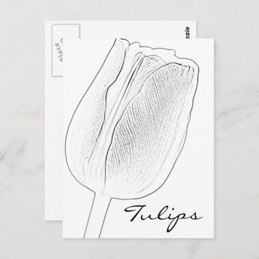 Tulip Sketch Briefkaart (Voorkant / Achterkant)