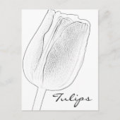 Tulip Sketch Briefkaart (Voorkant)