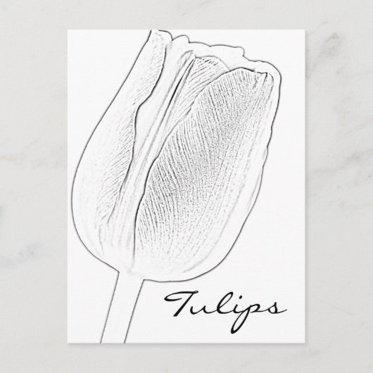 Tulip Sketch Briefkaart (Voorkant)