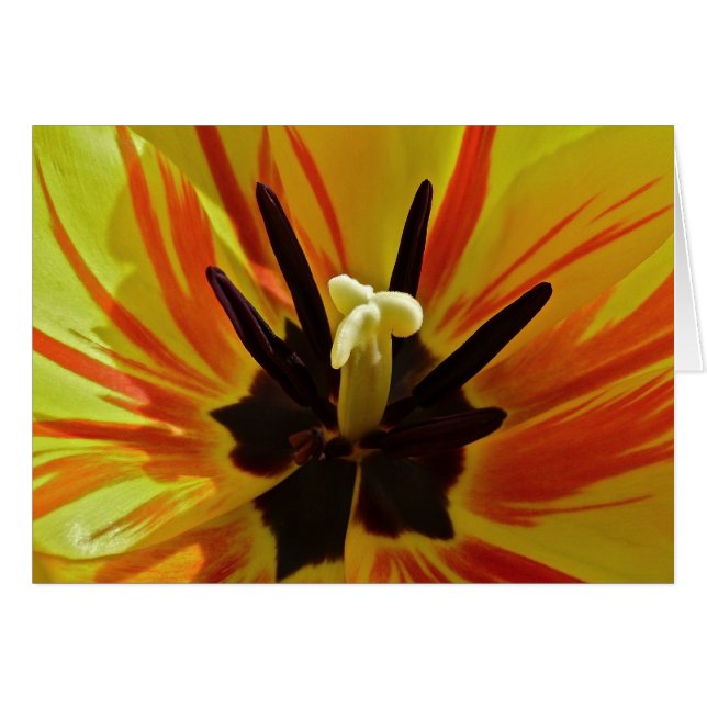 Tulip Sluiten (Voorkant Horizontaal)