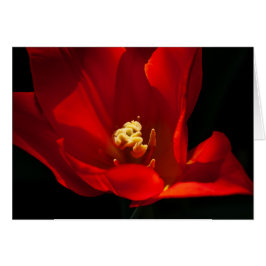 Tulip Synaeda Oranje