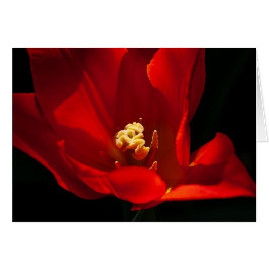 Tulip Synaeda Oranje (Voorkant Horizontaal)