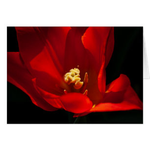 Tulip Synaeda Oranje