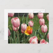 Tulip Treasure Briefkaart (Voorkant / Achterkant)