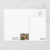 Tulip Treasure Briefkaart (Achterkant)