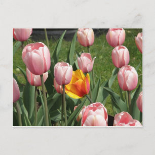 Tulip Treasure Briefkaart
