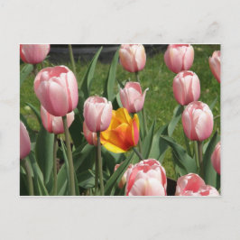 Tulip Treasure Briefkaart