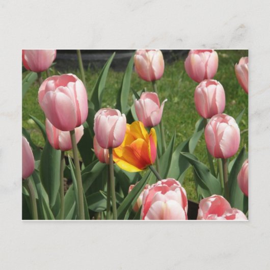 Tulip Treasure Briefkaart (Voorkant)