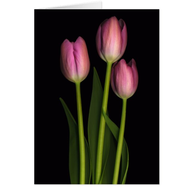 Tulip Trio (Voorkant)