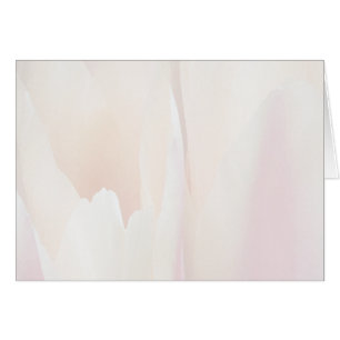 Tulip Tulip