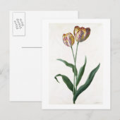 Tulip Tulip Briefkaart (Voorkant / Achterkant)