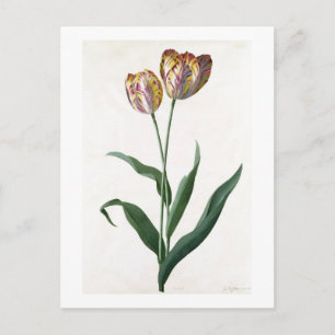 Tulip Tulip Briefkaart