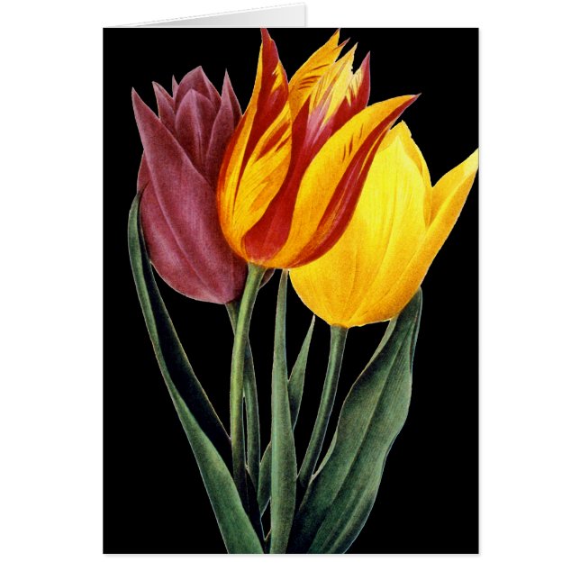 Tulip (Tulipa Gesneriana) (Voorkant)