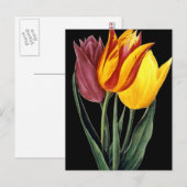 Tulip (Tulipa Gesneriana) Briefkaart (Voorkant / Achterkant)