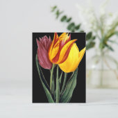 Tulip (Tulipa Gesneriana) Briefkaart (Staand voorkant)