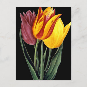 Tulip (Tulipa Gesneriana) Briefkaart