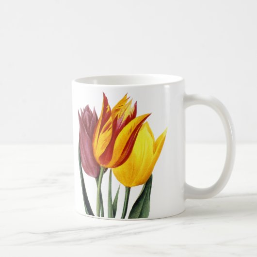 Tulip (Tulipa Gesneriana) Koffiemok (Rechts)