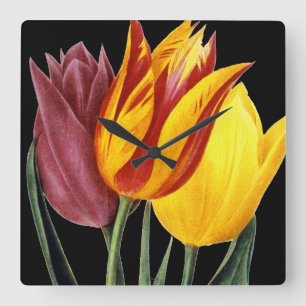Tulip (Tulipa Gesneriana) Vierkante Klok