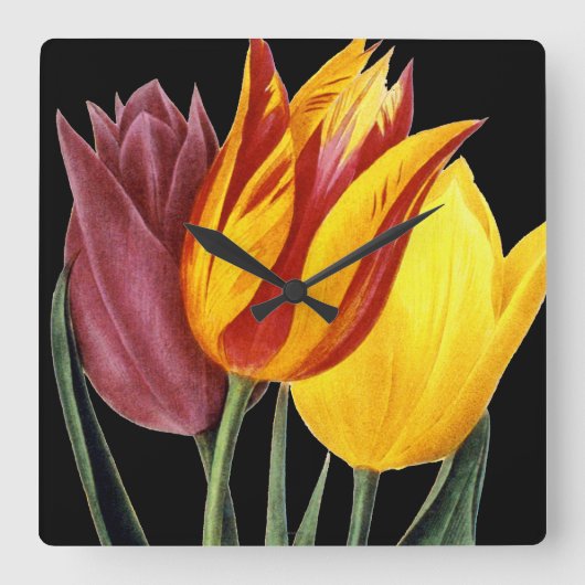 Tulip (Tulipa Gesneriana) Vierkante Klok (Voorkant)