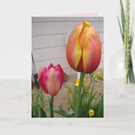 Tulip Tulips Red Pink Flower Florence Birthday Car Kaart