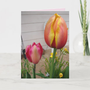 Tulip Tulips Red Pink Flower Florence Birthday Car Kaart