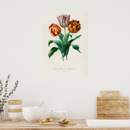 Tulip van Didier (Tulipa gesneriana) Poster (Keuken)